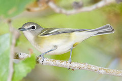 Cassin's Vireo Cassin's Vireo